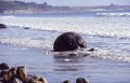 image202 Moeraki Boulders - Riesenmurmeln an der Ostk�ste.
