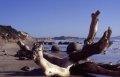 image204 Moeraki Boulders - Riesenmurmeln an der Ostk�ste.